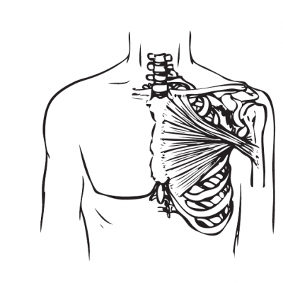 E-Functional Muscle Anatomy-Online Course