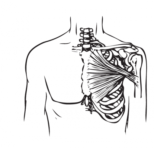 E-Functional Muscle Anatomy-Online Course